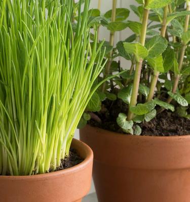 Planting herbs deals in pots